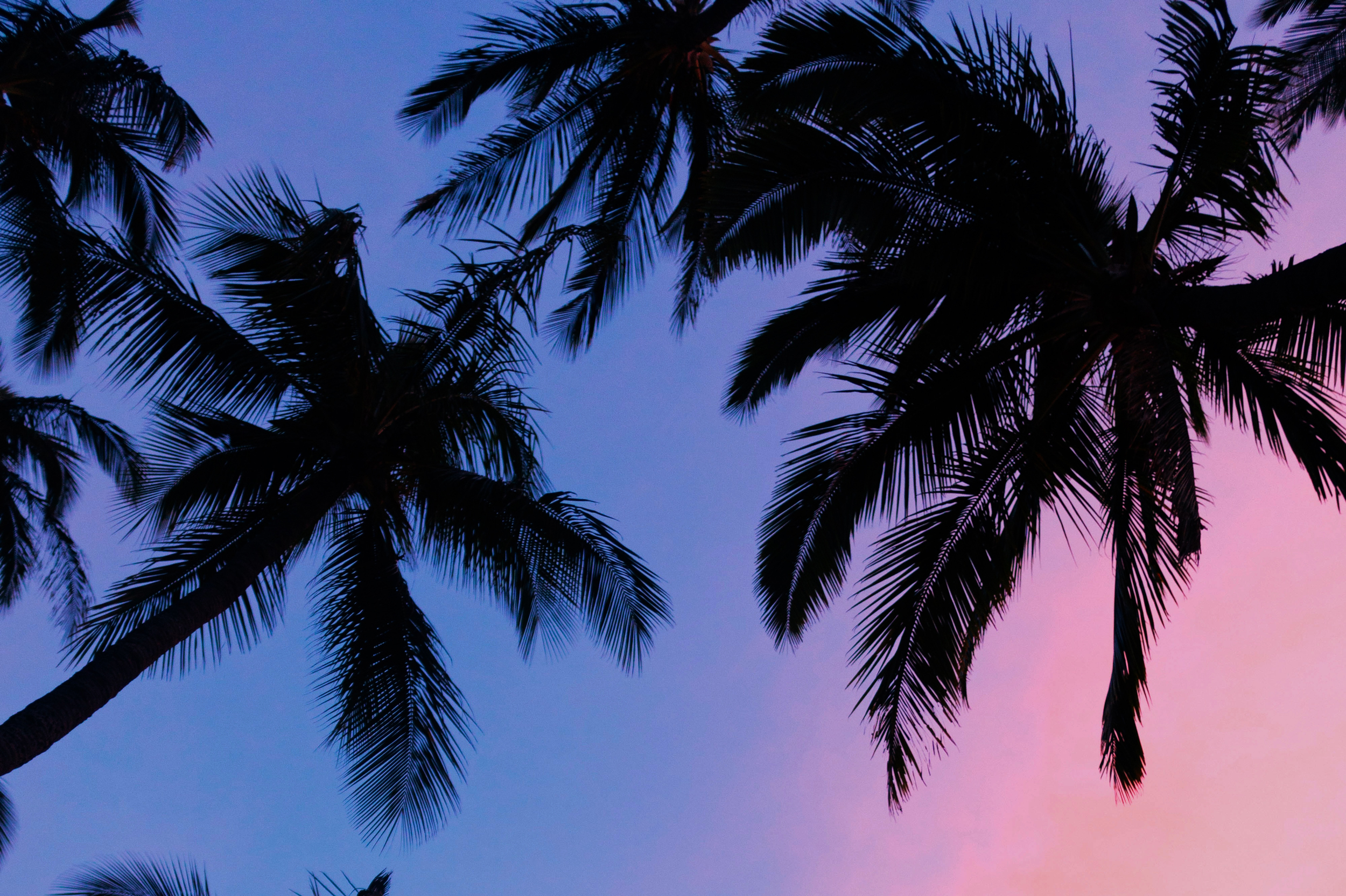 Palm trees over a sunset sky